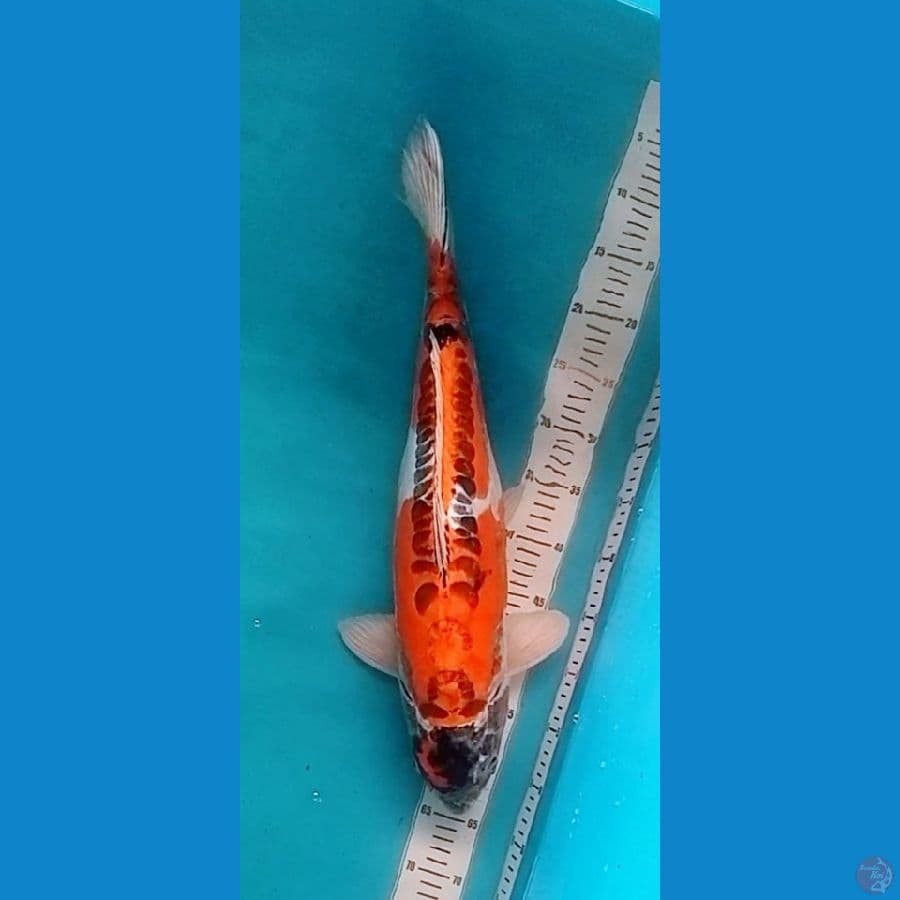 56cm, Jumbo Beni Kikokuryu Original (F)