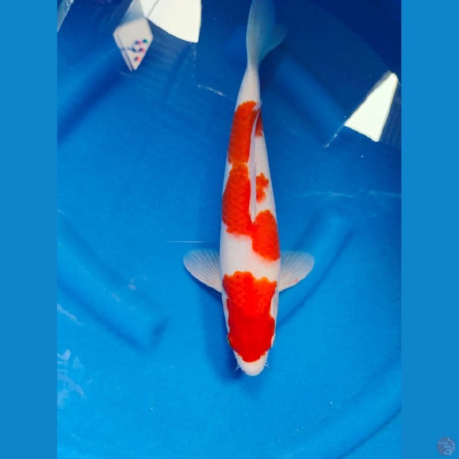 kohaku male 34cm