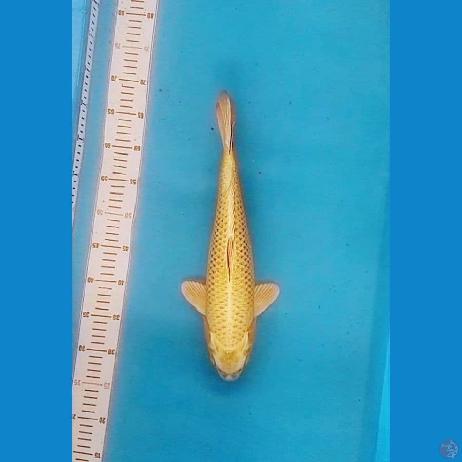 HQ Kin Mukashi Ogon 42cm (F)