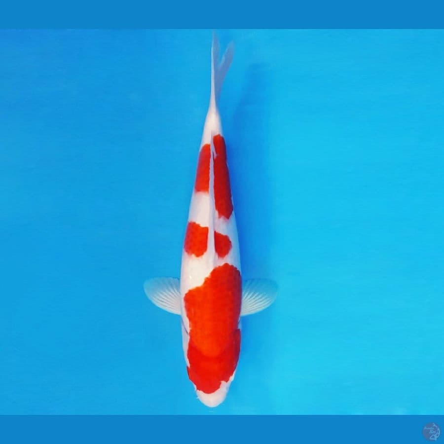 SAITAMA 3 ~ KOHAKU 35 cm/fm ™
