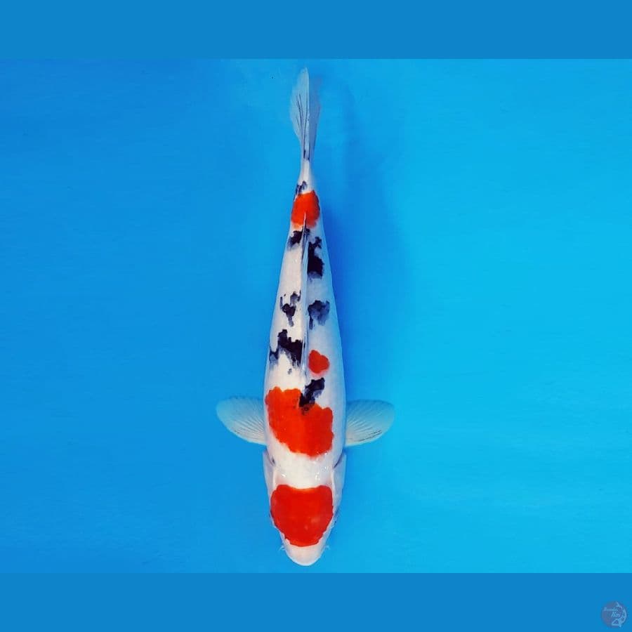 SAITAMA 4 ~ SANKE 33 cm/fm ™