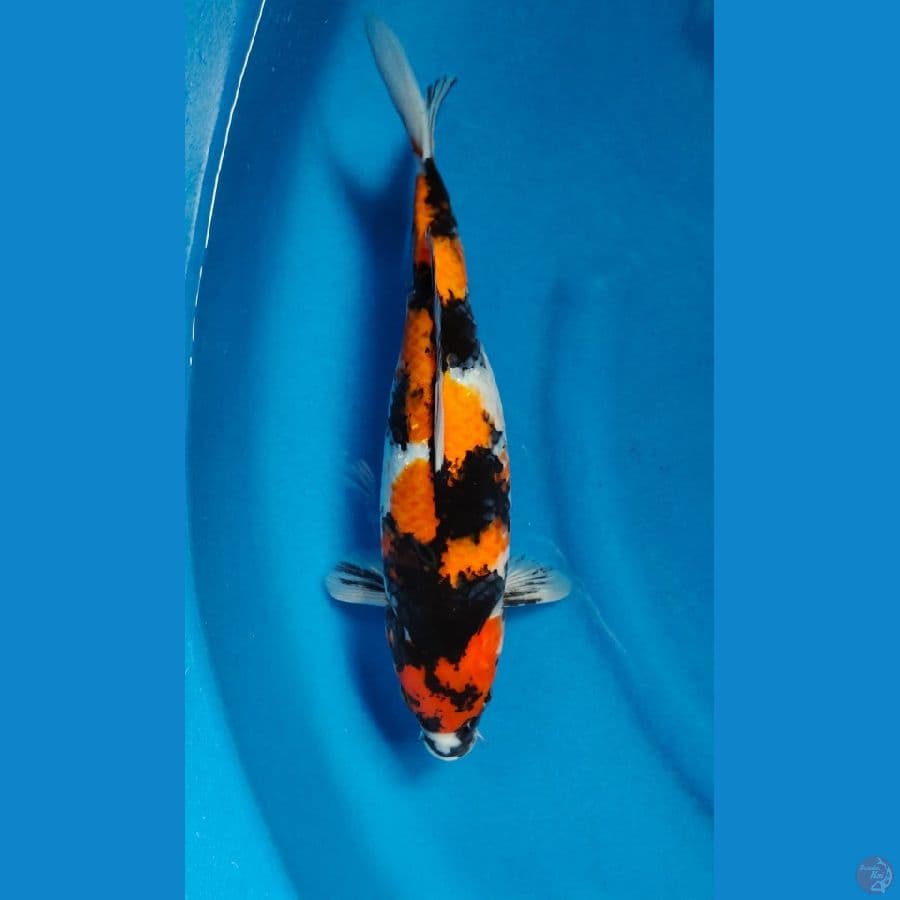showa 34cm