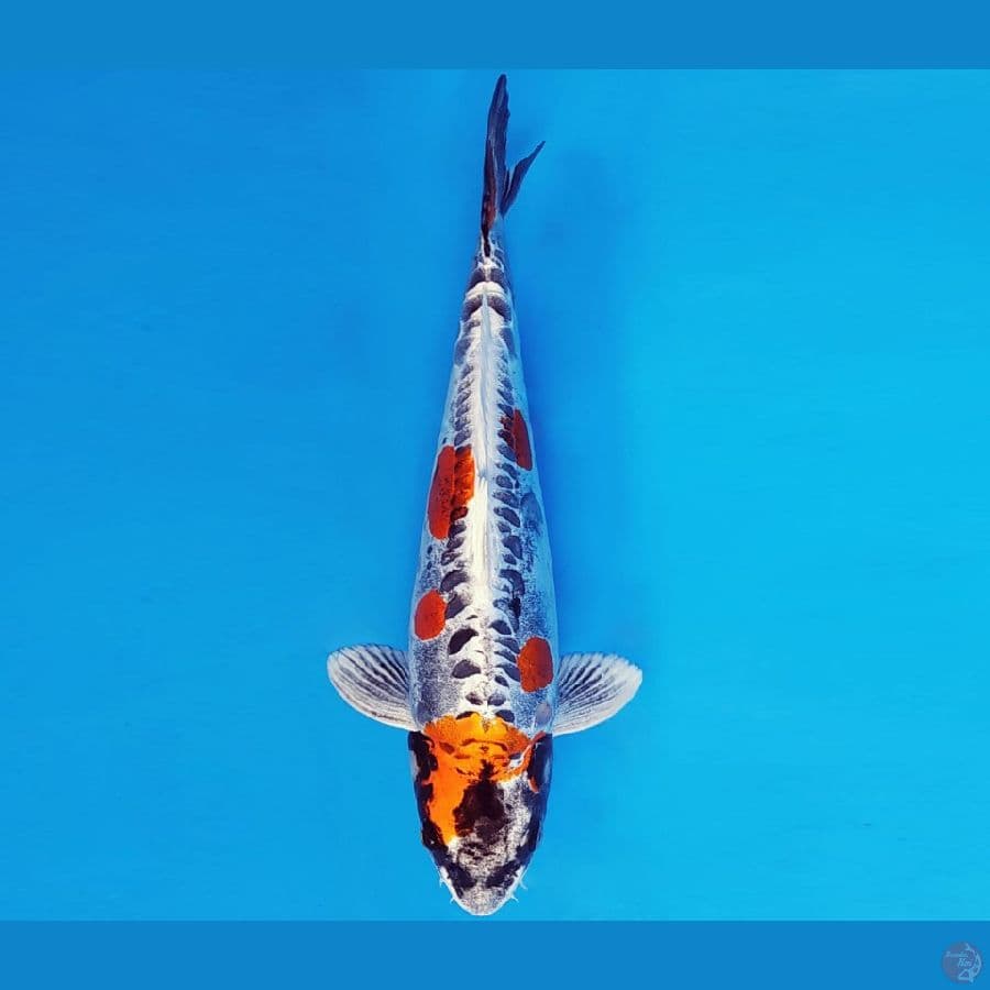 SAITAMA 5 ~ KIKOKURYU 31 cm/fm ™