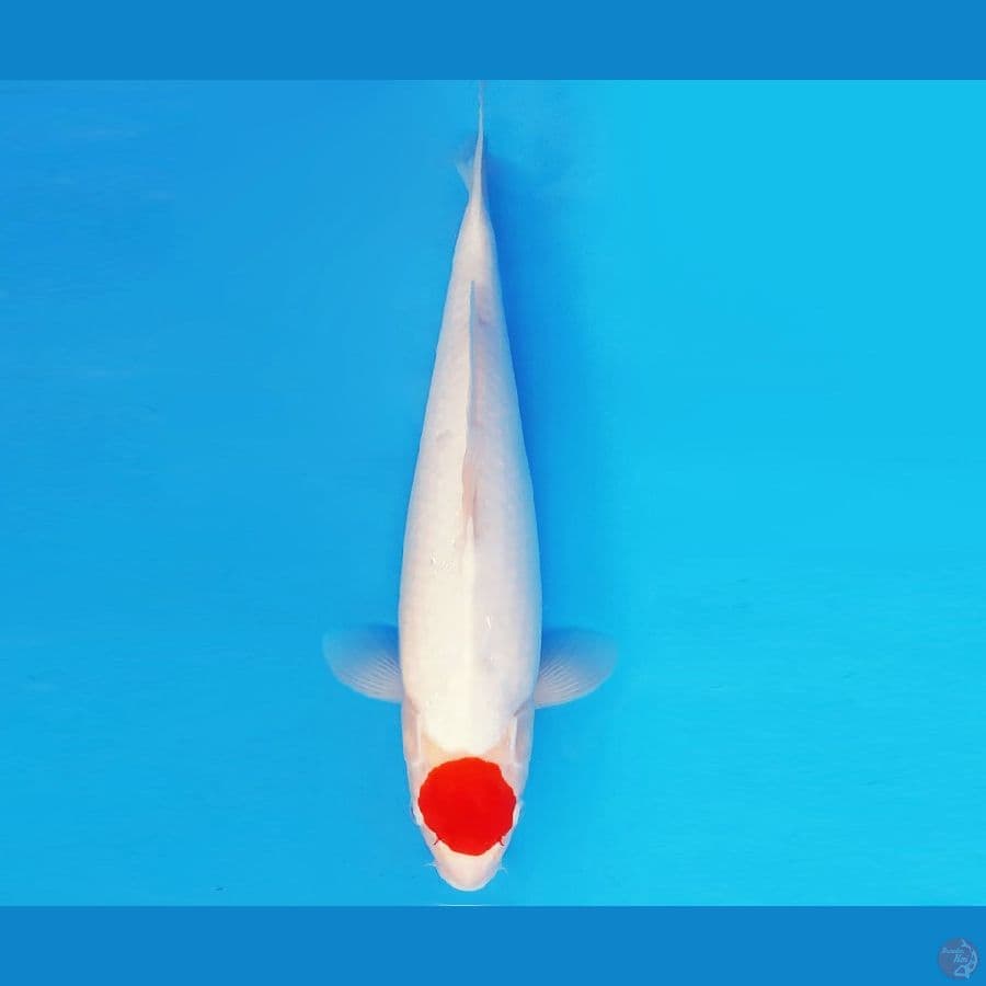 SAITAMA 8 ~ TANCHO 40 cm/fm ™