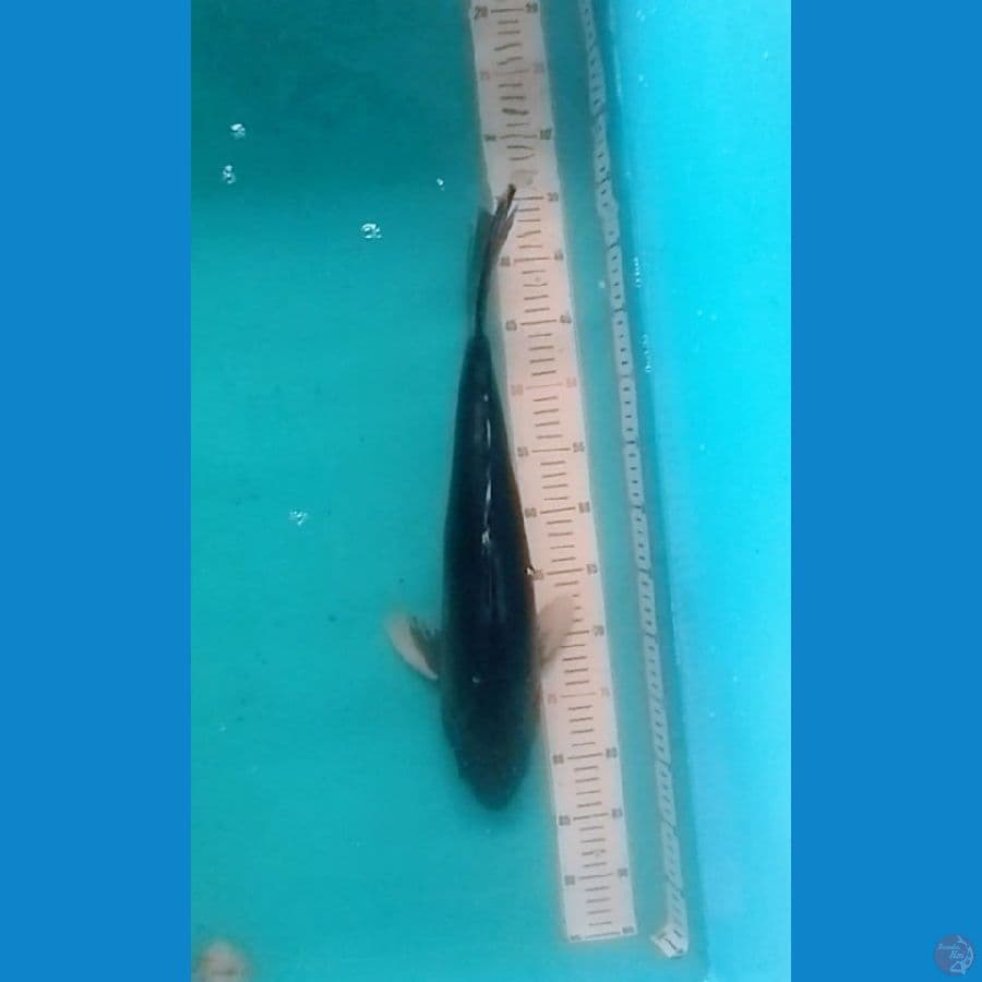 50cm, Jumbo Karashugoi (F)