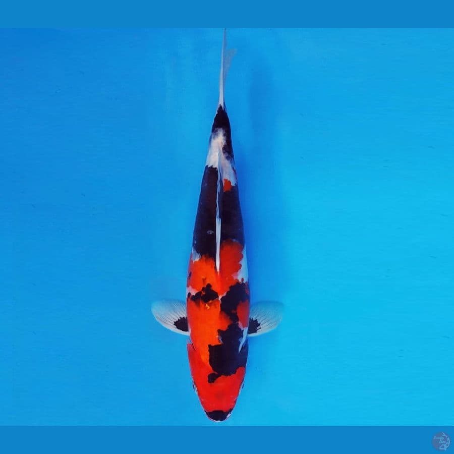 SAITAMA 10 ~ SHOWA EVOLUTION 33 cm/fm ™