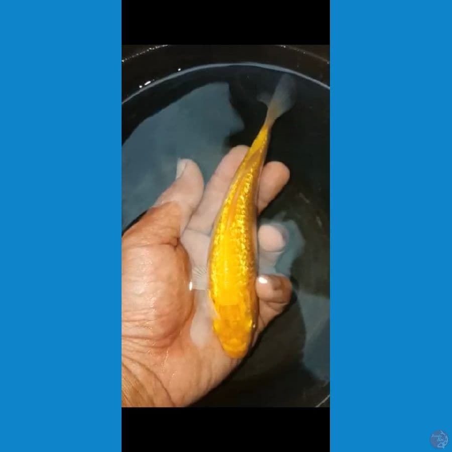 karasi