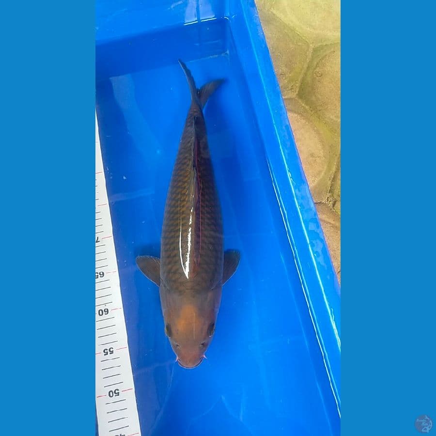 Chagoi 42 cm punuk bulky