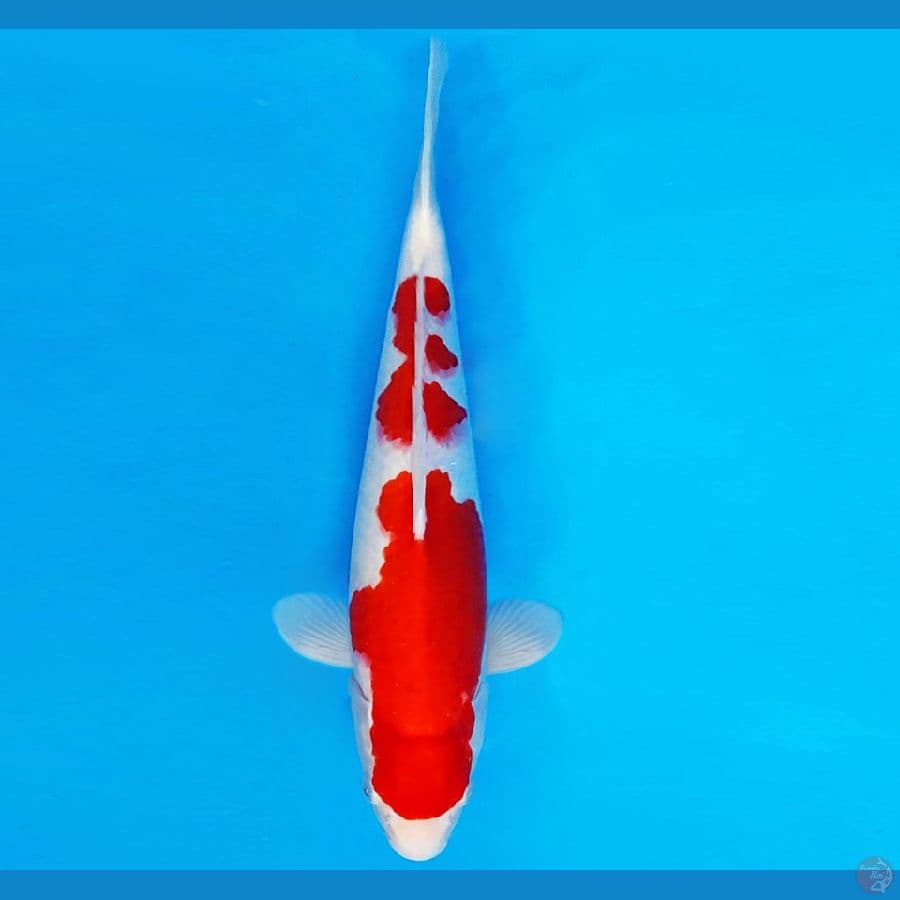 SAITAMA 12 ~ KOHAKU 32 cm/male ™