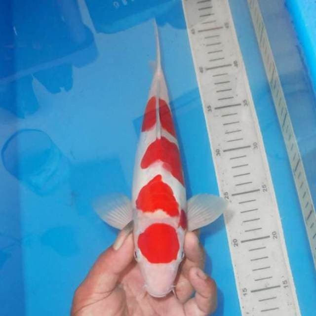 HIGH QUALITY MARUTEN KOHAKU 4STEP
