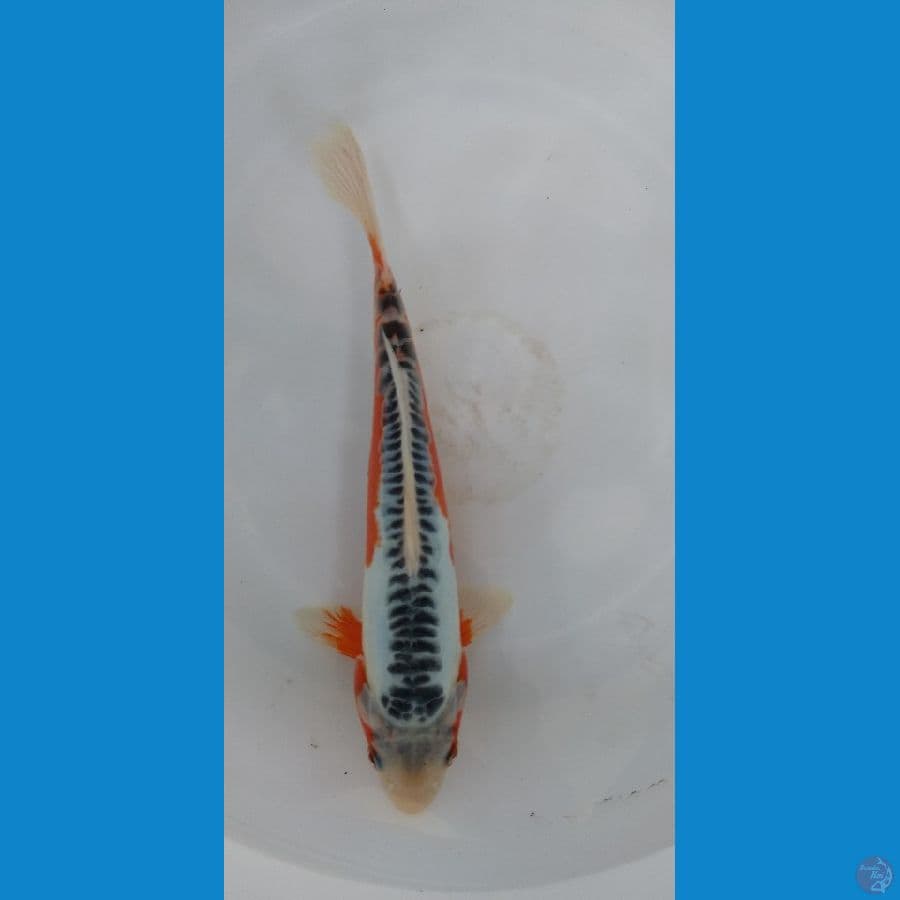 Shusui Hq 25CM