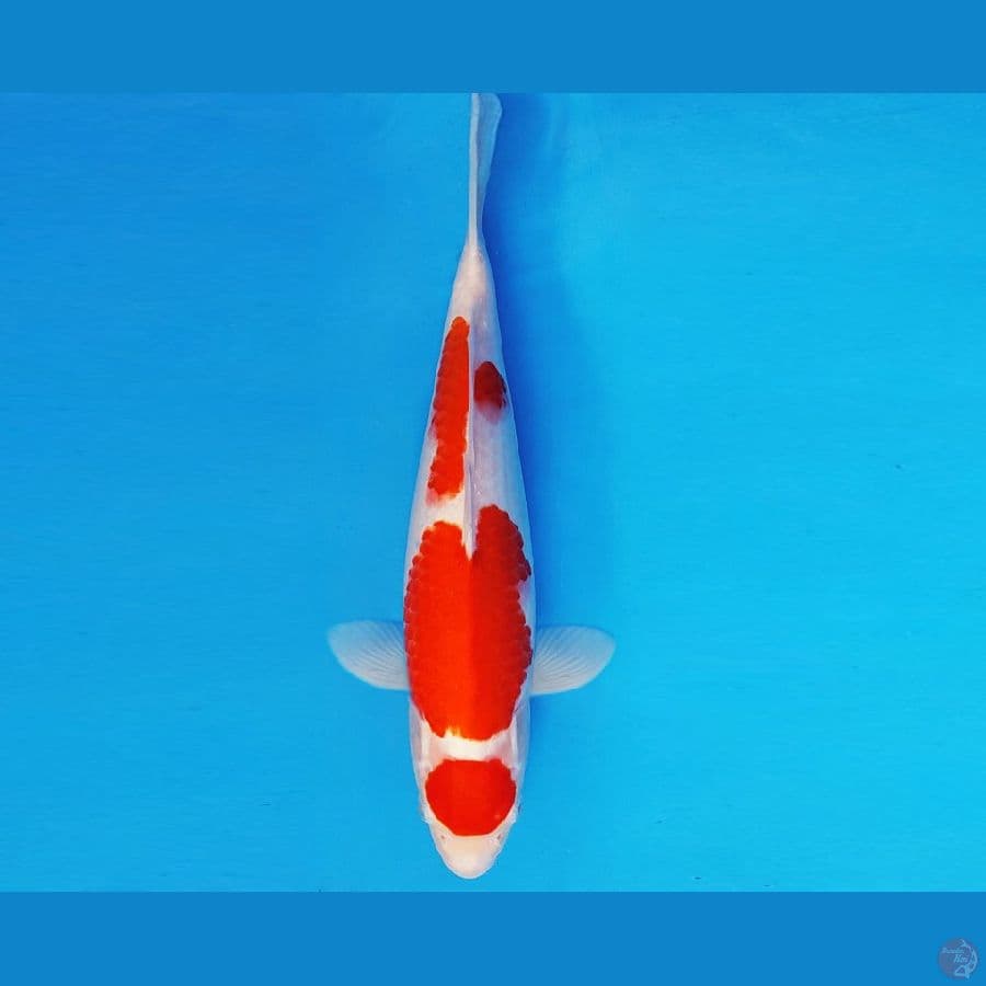 SAITAMA 17 ~ MARUTEN KOHAKU 32 cm/fm ™