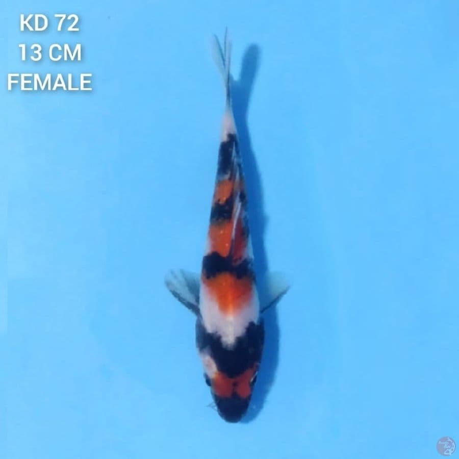 Maruten Showa 13cm Female