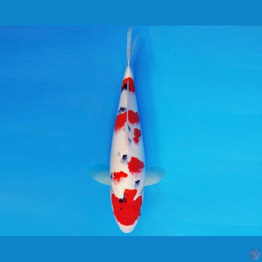 SAITAMA 14 ~ SANKE TSUBOSUMI 37 cm/fm ™