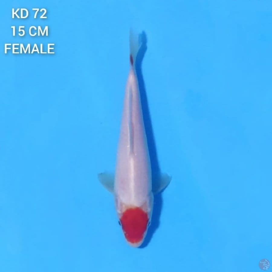 Tancho Kohaku 15cm Female