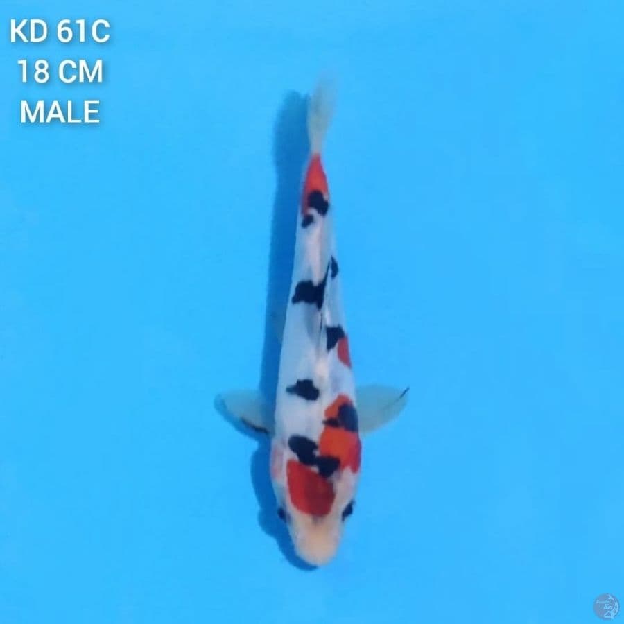 Doitsu Sanke 18cm Male
