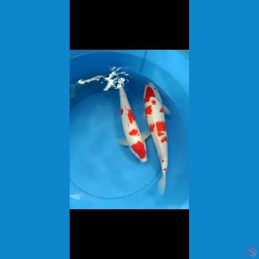 kohaku sakura
