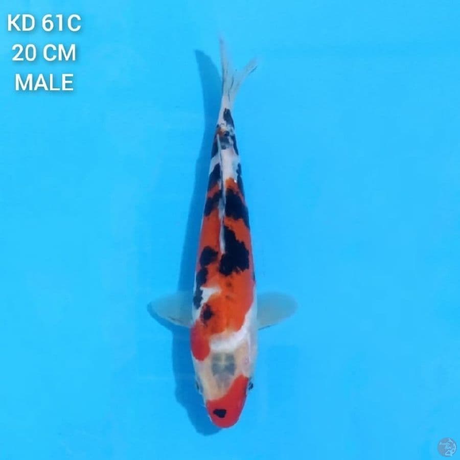 Sanke 20cm Male