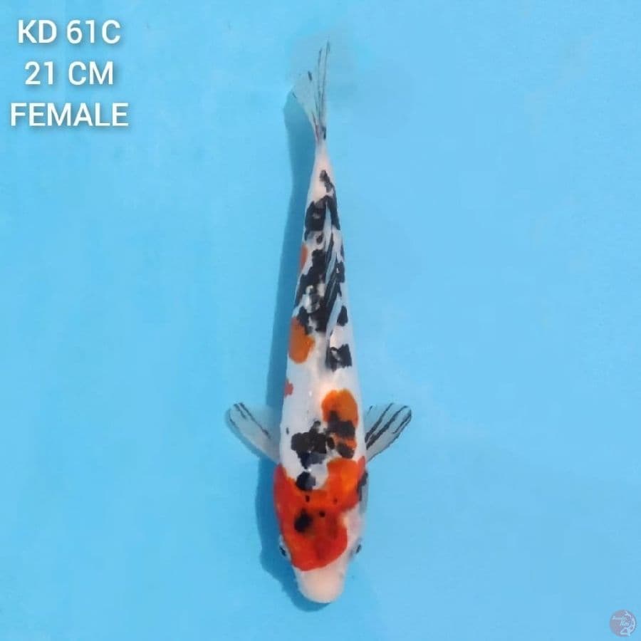 Doitsu Sanke 21cm Female
