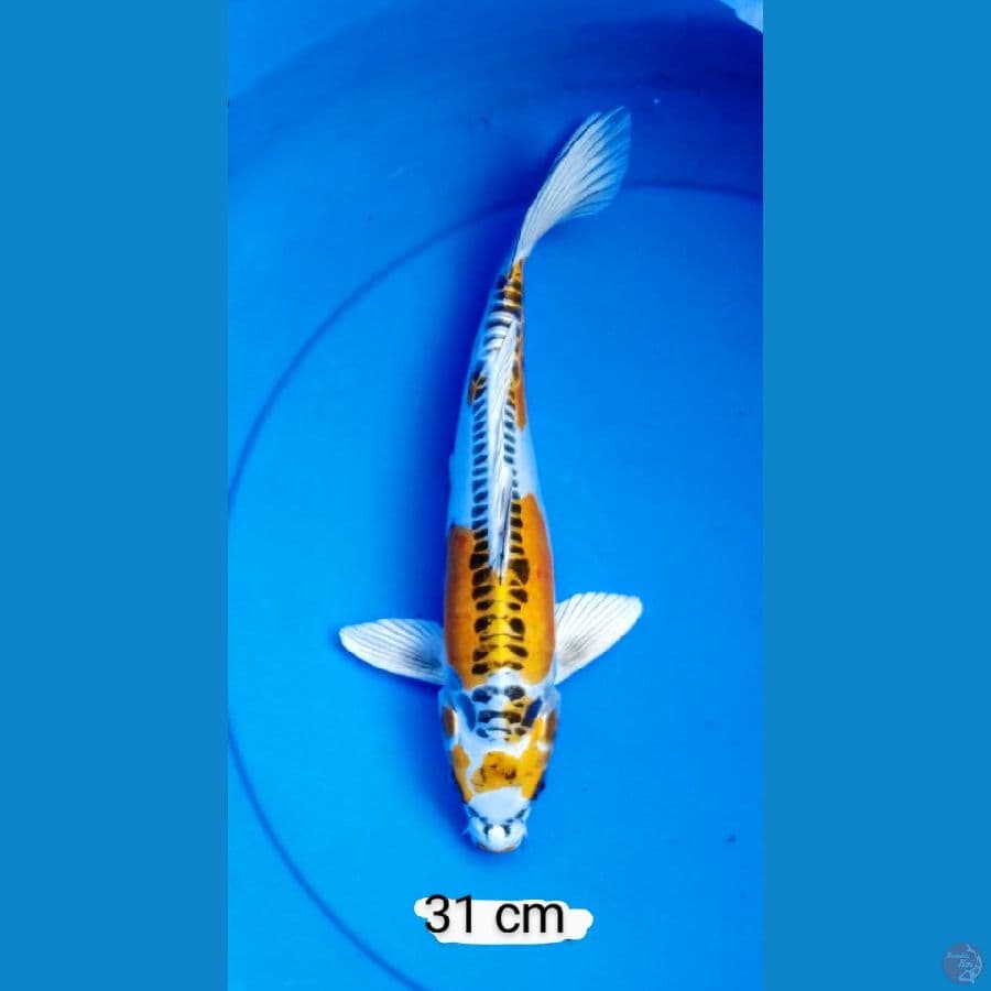 kiko antik 31 cm