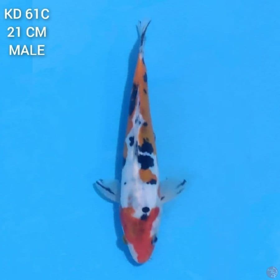 Doitsu sanke 21cm Male