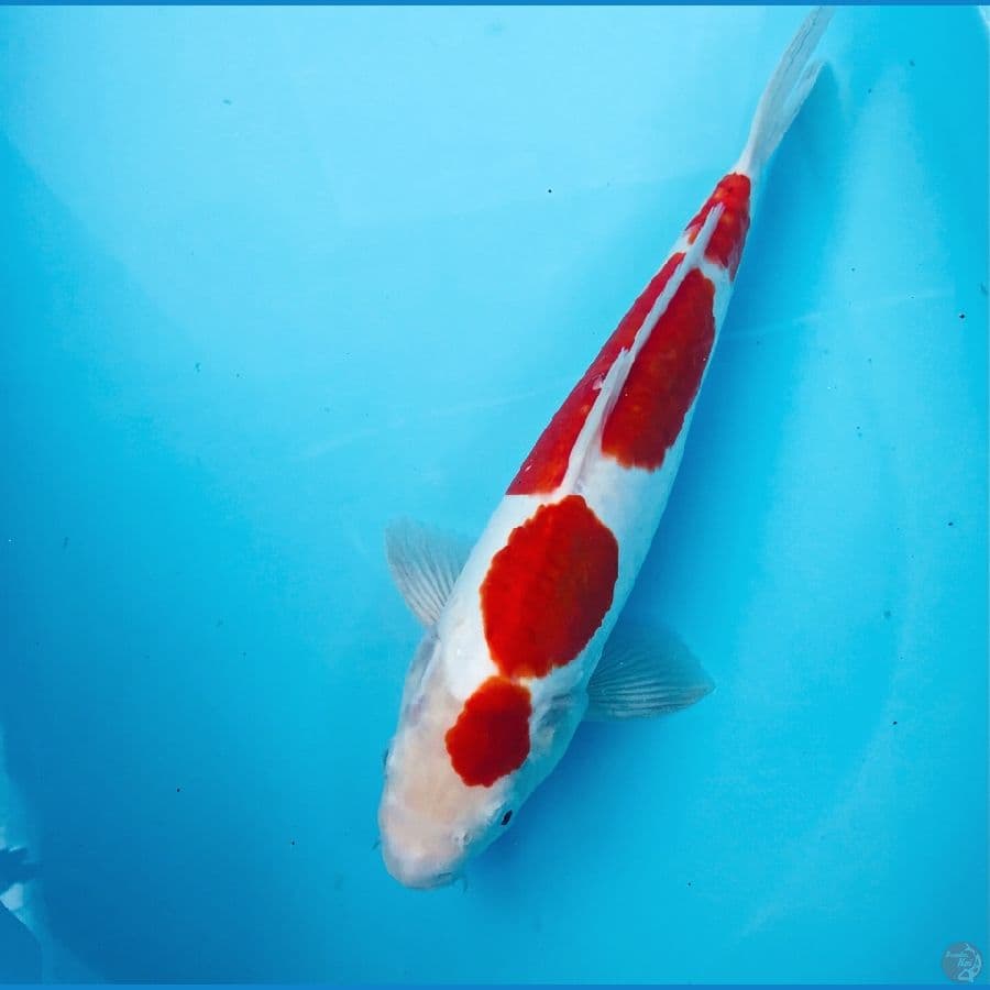 kohaku doitsu, male 34 cm