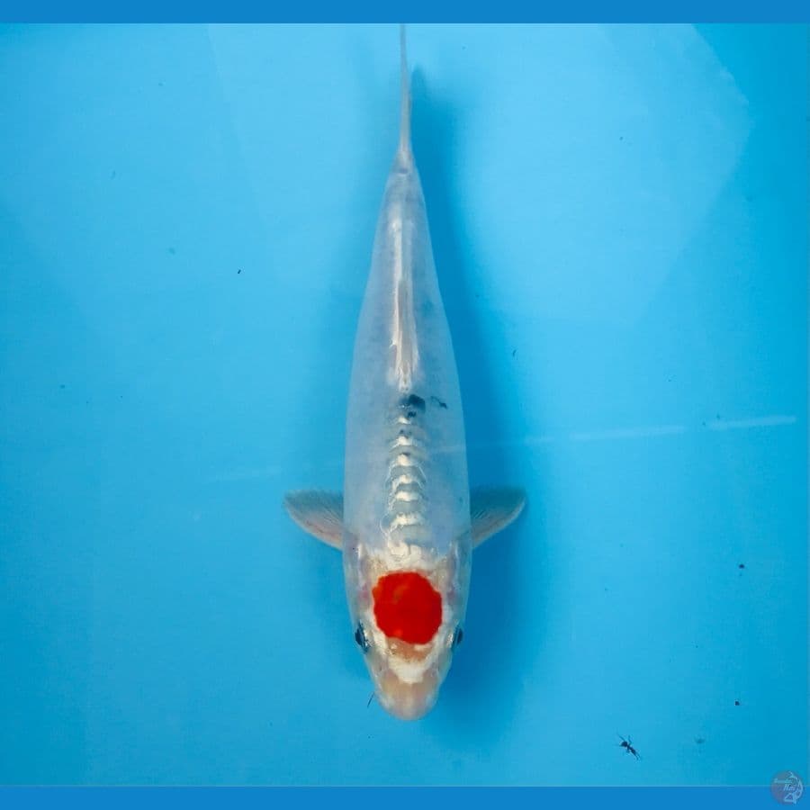 tancho, male 24 cm