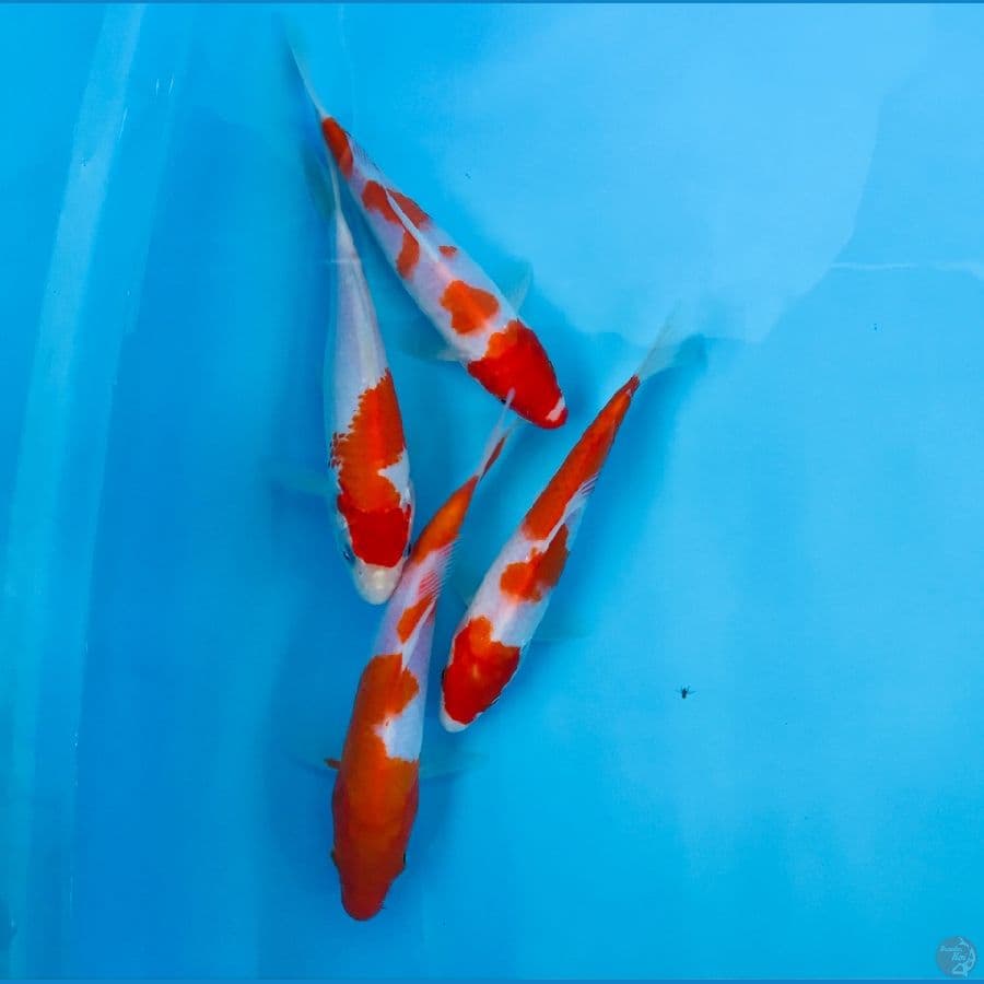 paket kohaku, 20Bu
