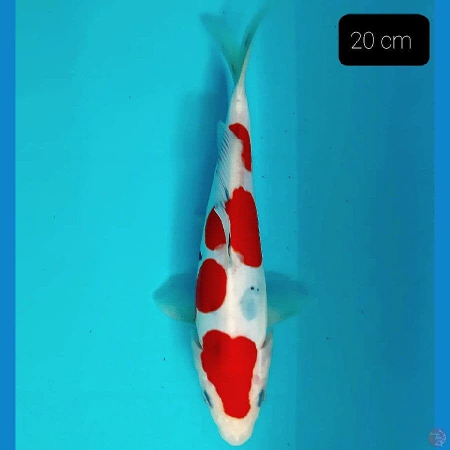 *SANKE 20 CM*
