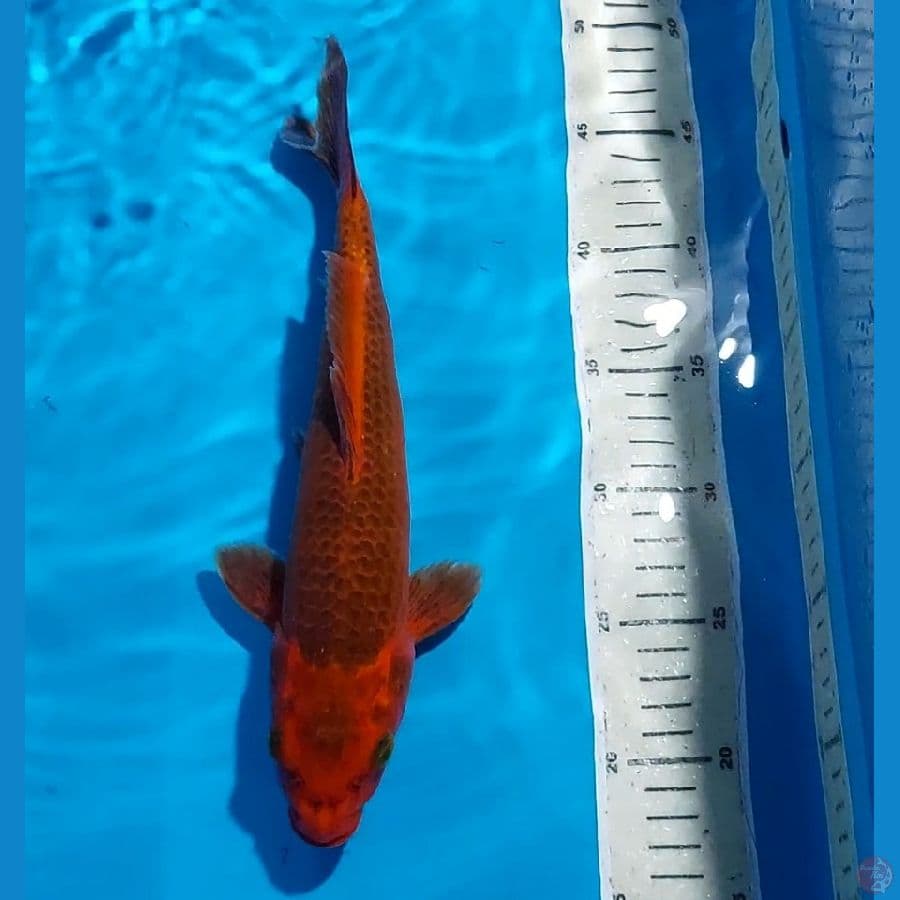 AKAMATSUBA 30 CM