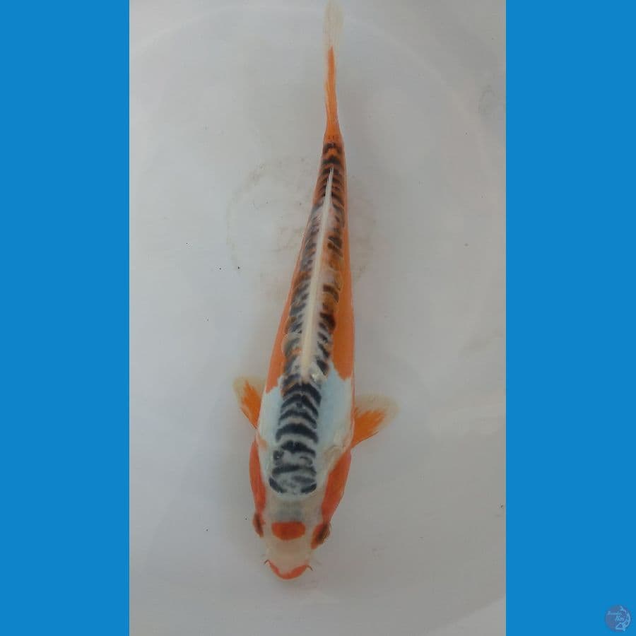 Maruthen Shusui 26cm Jos
