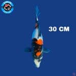 Showa 30 Cm