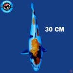 Showa 30 cm