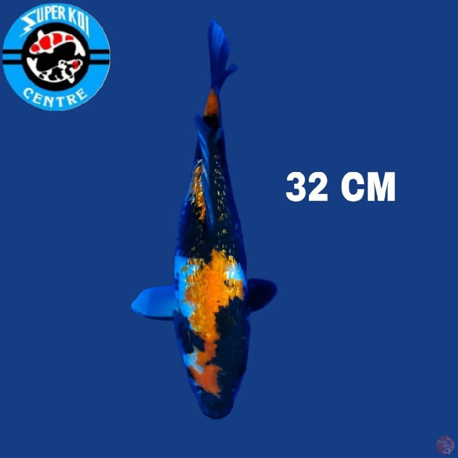 Showa Ginrin 32 cm