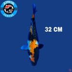 Showa Ginrin 32 cm