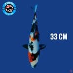 Showa Super Red 33 cm