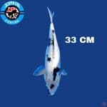 Shiro Ginrin 33 cm