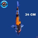 Showa Ginrin 34 cm