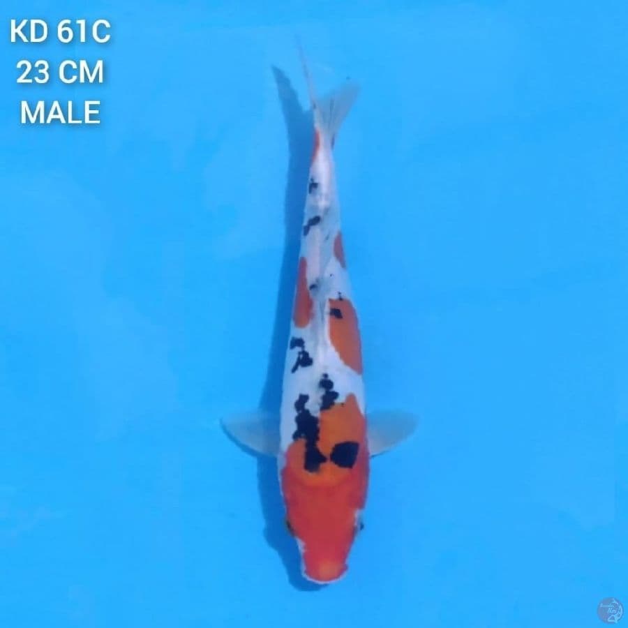 Doitsu Sanke 23cm Male