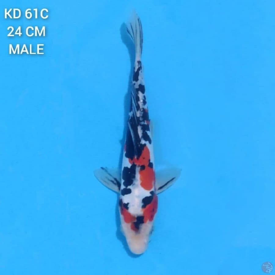 Doitsu Sanke 24cm Male