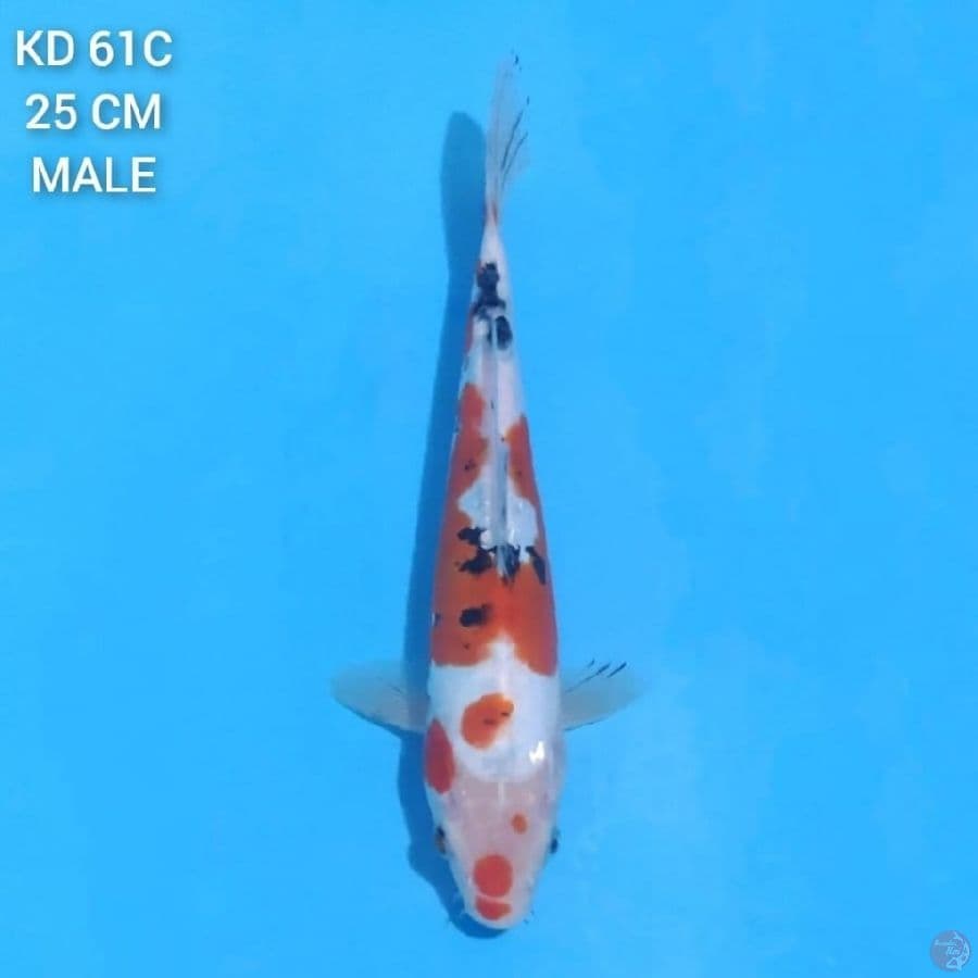 Doitsu Sanke 25cm Male