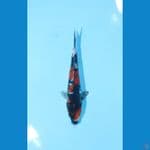 SHOWA DOITSU 22 CM