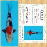 SHOWA IMPORT SAKAI TOSAI~22 CM