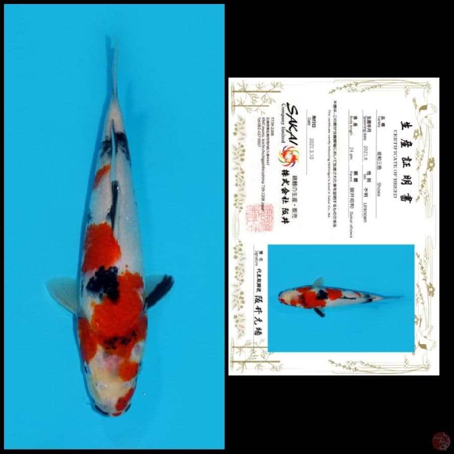 4 ~ SHOWA SAKAI, 24CM