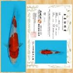 SHOWA IMPORT SAKAI TOSAI~20 CM