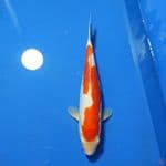 INAZUMA KOHAKU DOITSU 31CM 