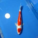 MARUTEN KOHAKU DOITSU MURNI 31cm F