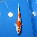 KOHAKU DOITSU MURNI 35cm F