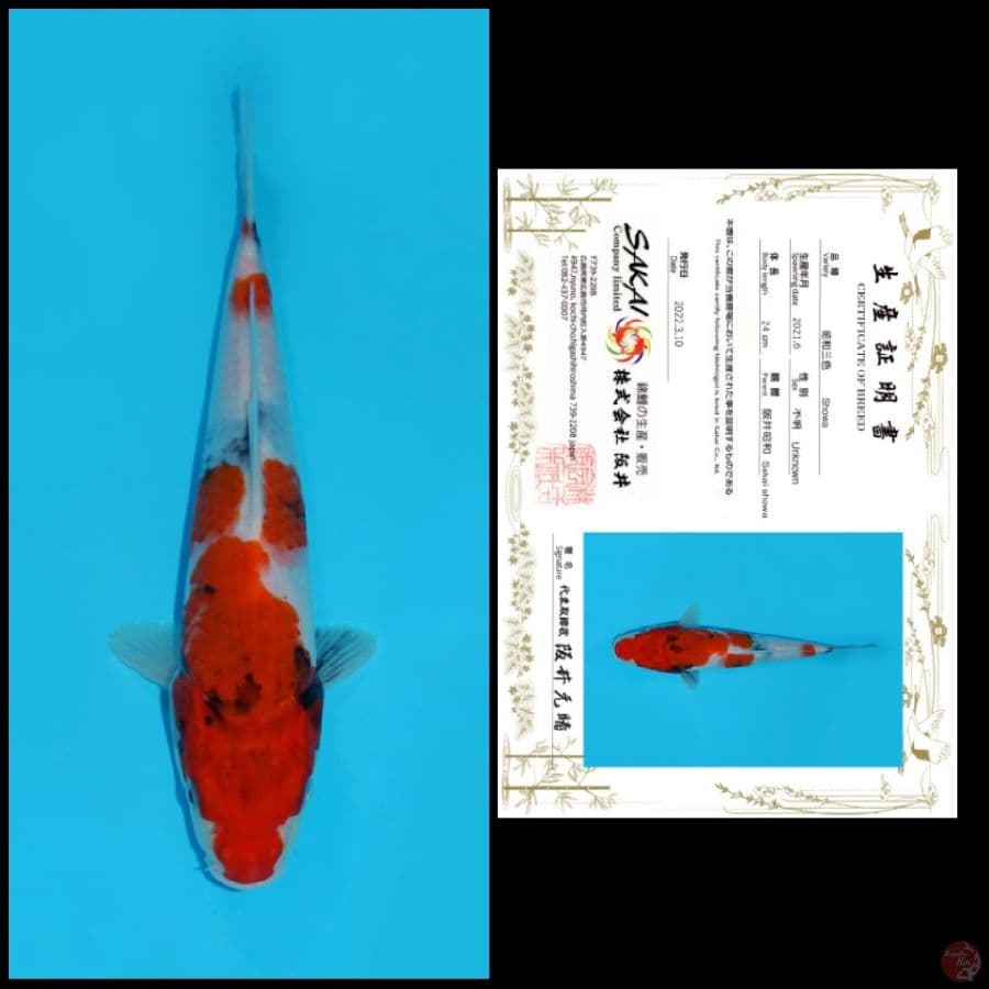 9 ~ SHOWA SAKAI, 24CM