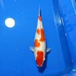 YONDAN KOHAKU BULKY 35cm F
